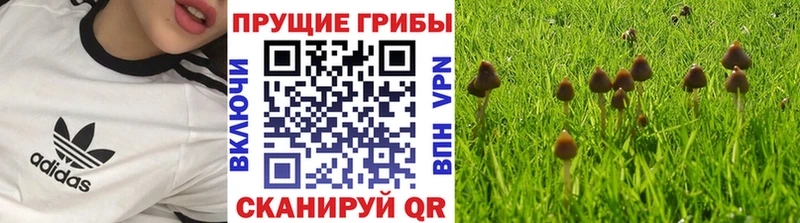 Галлюциногенные грибы прущие грибы  Тутаев 